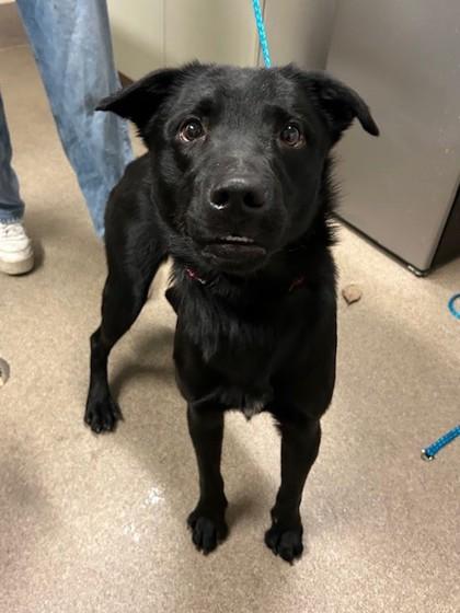 Enlarge Jolly, a Adoptable mixed breed in Everett, WA image 2/2