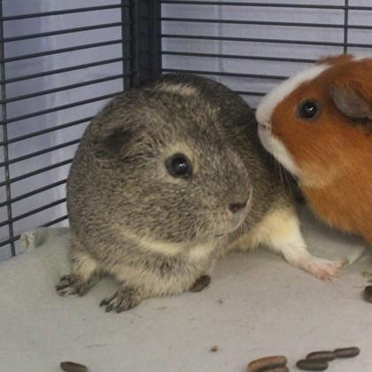 Caramel, Adult Male Guinea Pig