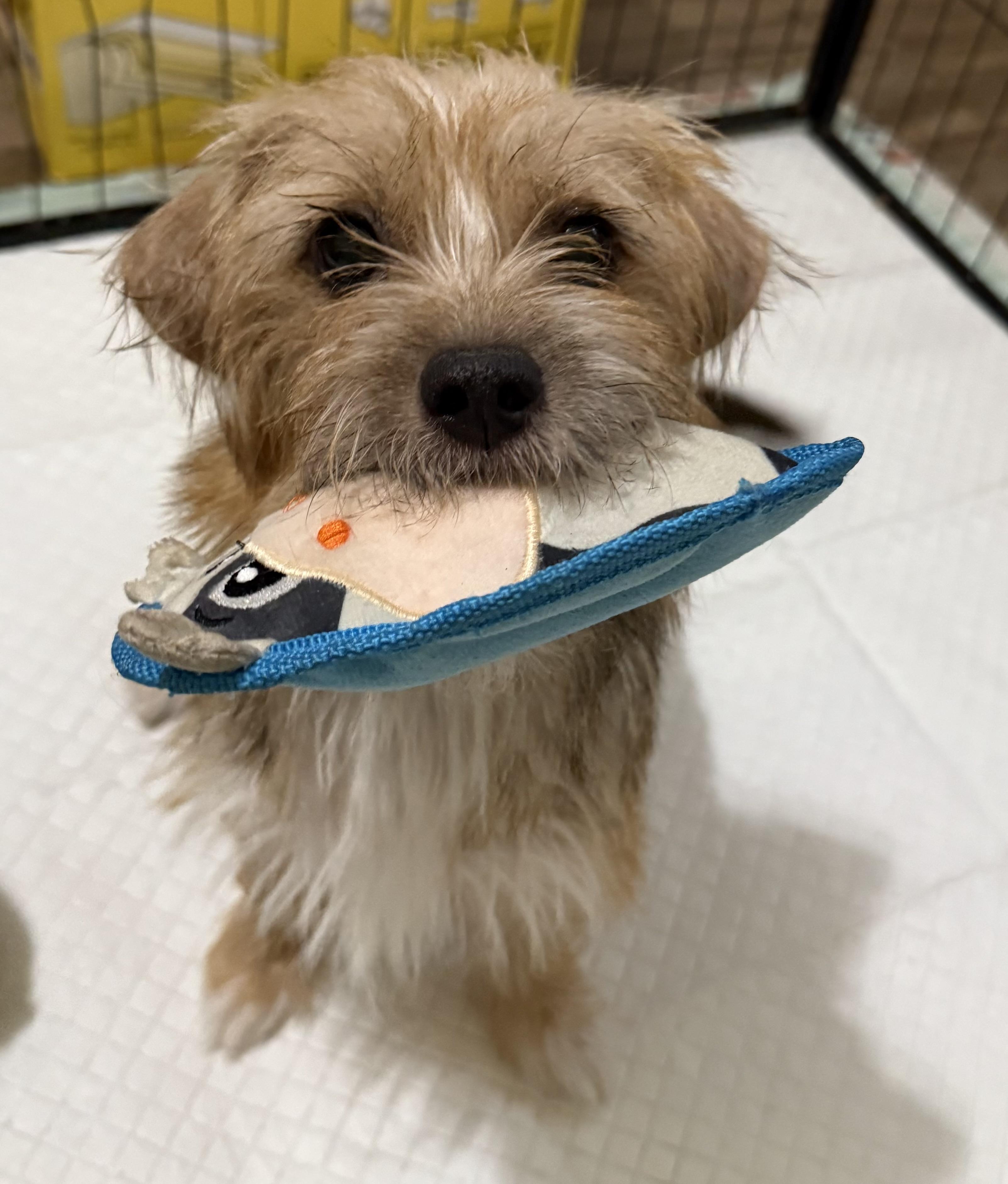 Enlarge Luna, a Adopted mixed breed in Lebanon, NJ image 1/4