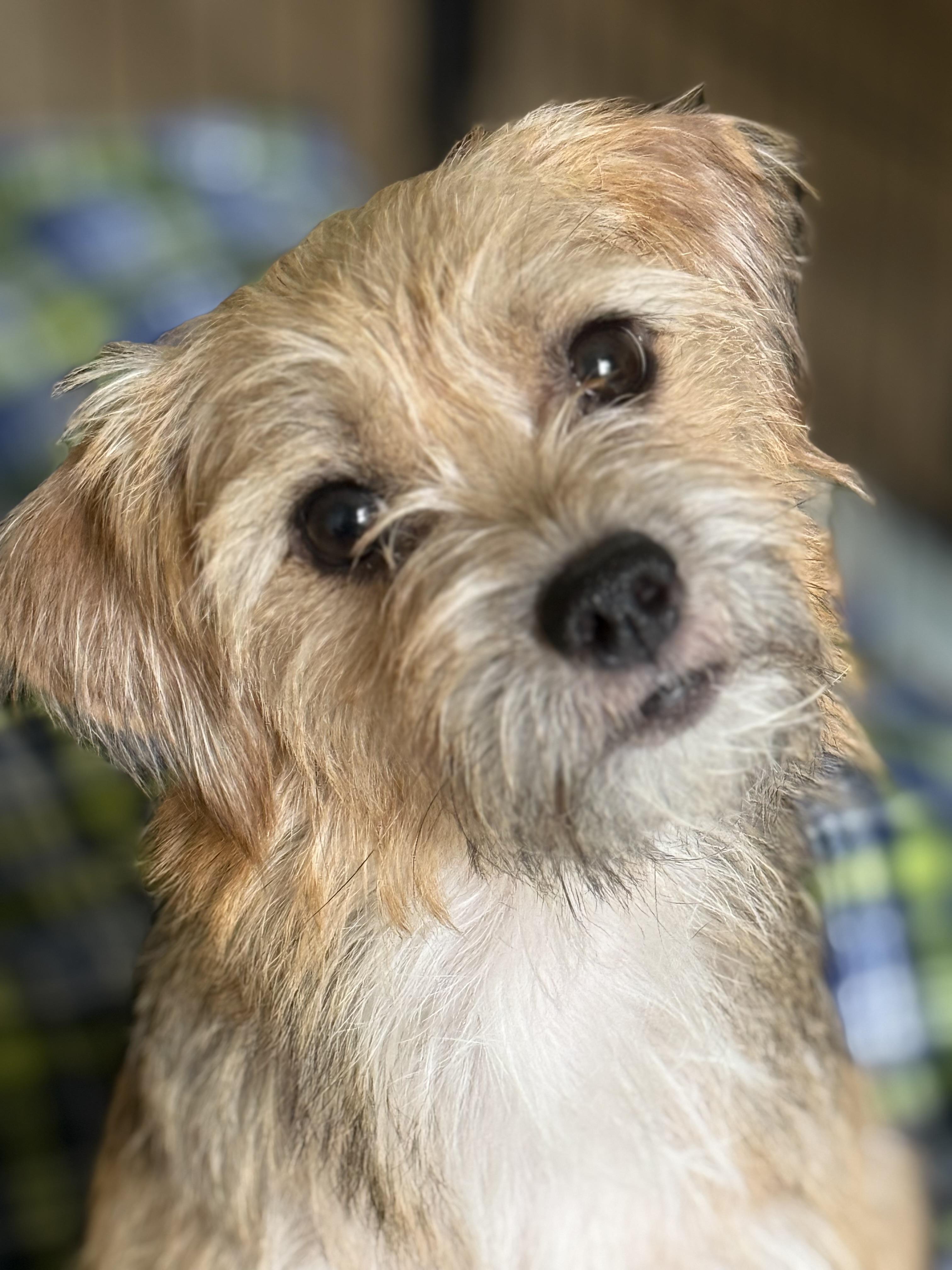 Enlarge Luna, a Adopted mixed breed in Lebanon, NJ image 2/4