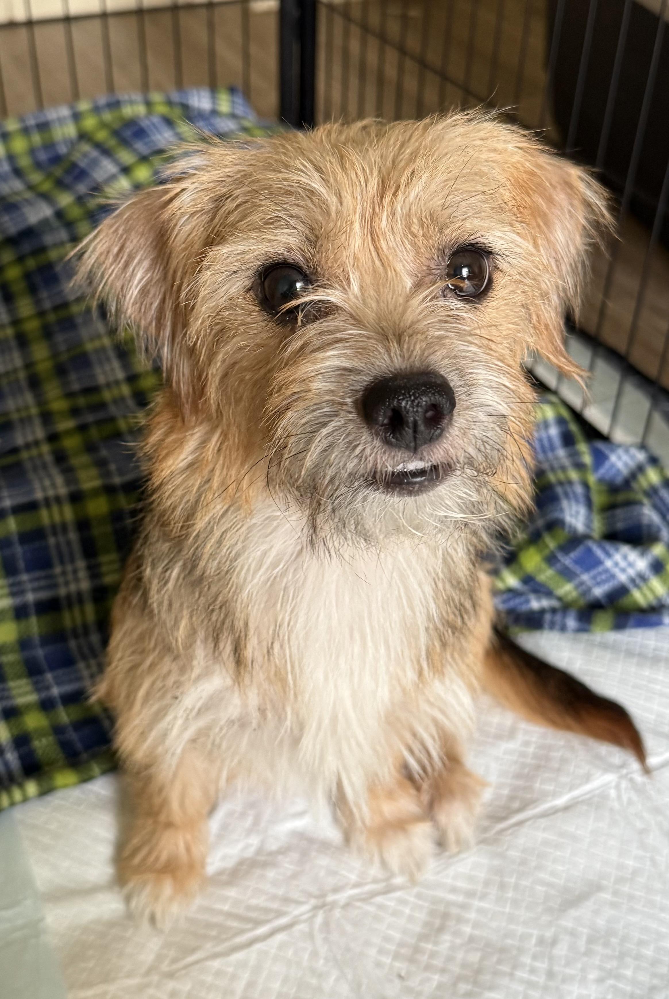 Enlarge Luna, a Adopted mixed breed in Lebanon, NJ image 3/4