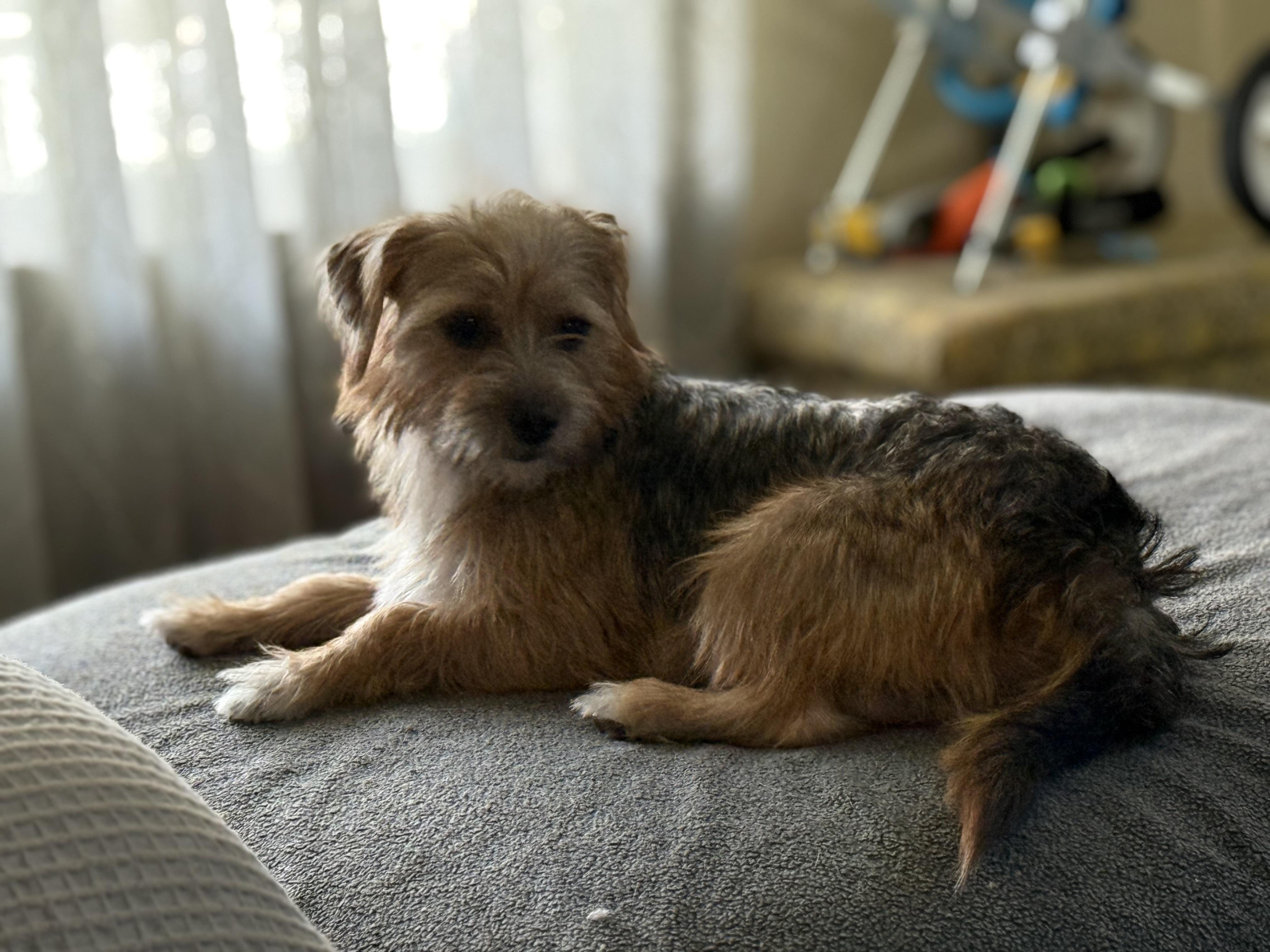 Enlarge Luna, a Adopted mixed breed in Lebanon, NJ image 4/4