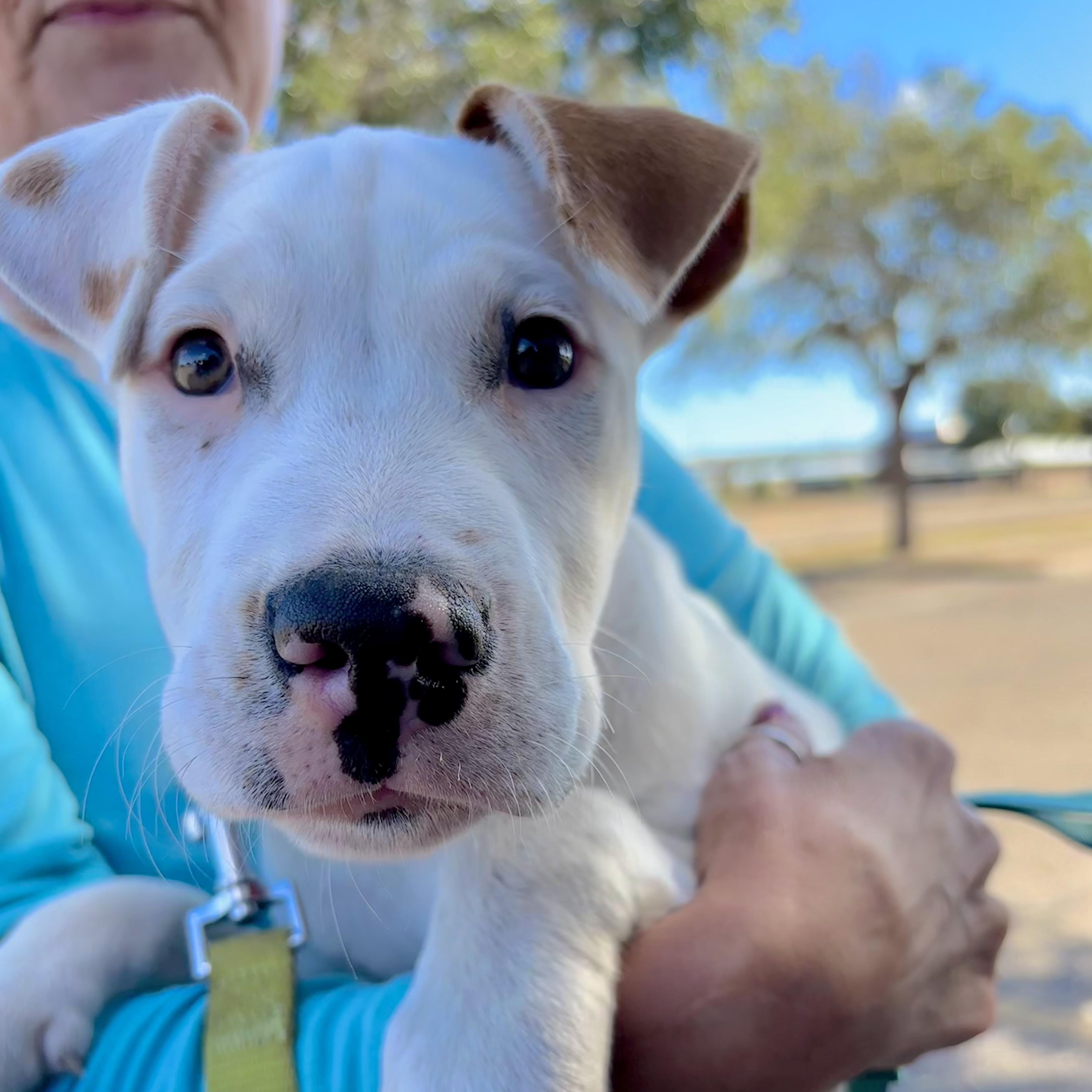 Esquire, Adoptable, Puppy Male Terrier & Pointer.