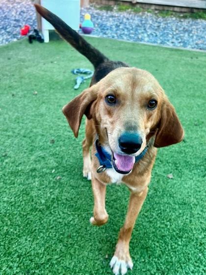 Boonie, Adoptable, Adult Male Hound & Mixed Breed.