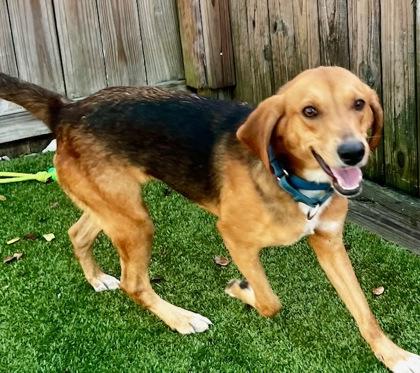 Boonie, Adoptable, Adult Male Hound & Mixed Breed.