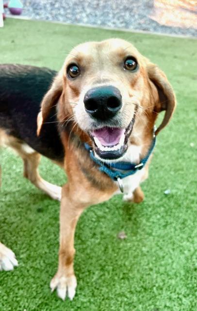 Enlarge Boonie, a Adoptable mixed breed in Port Saint Joe, FL image 2/3