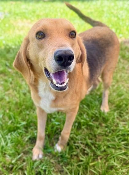 Enlarge Boonie, a Adoptable mixed breed in Port Saint Joe, FL image 3/3