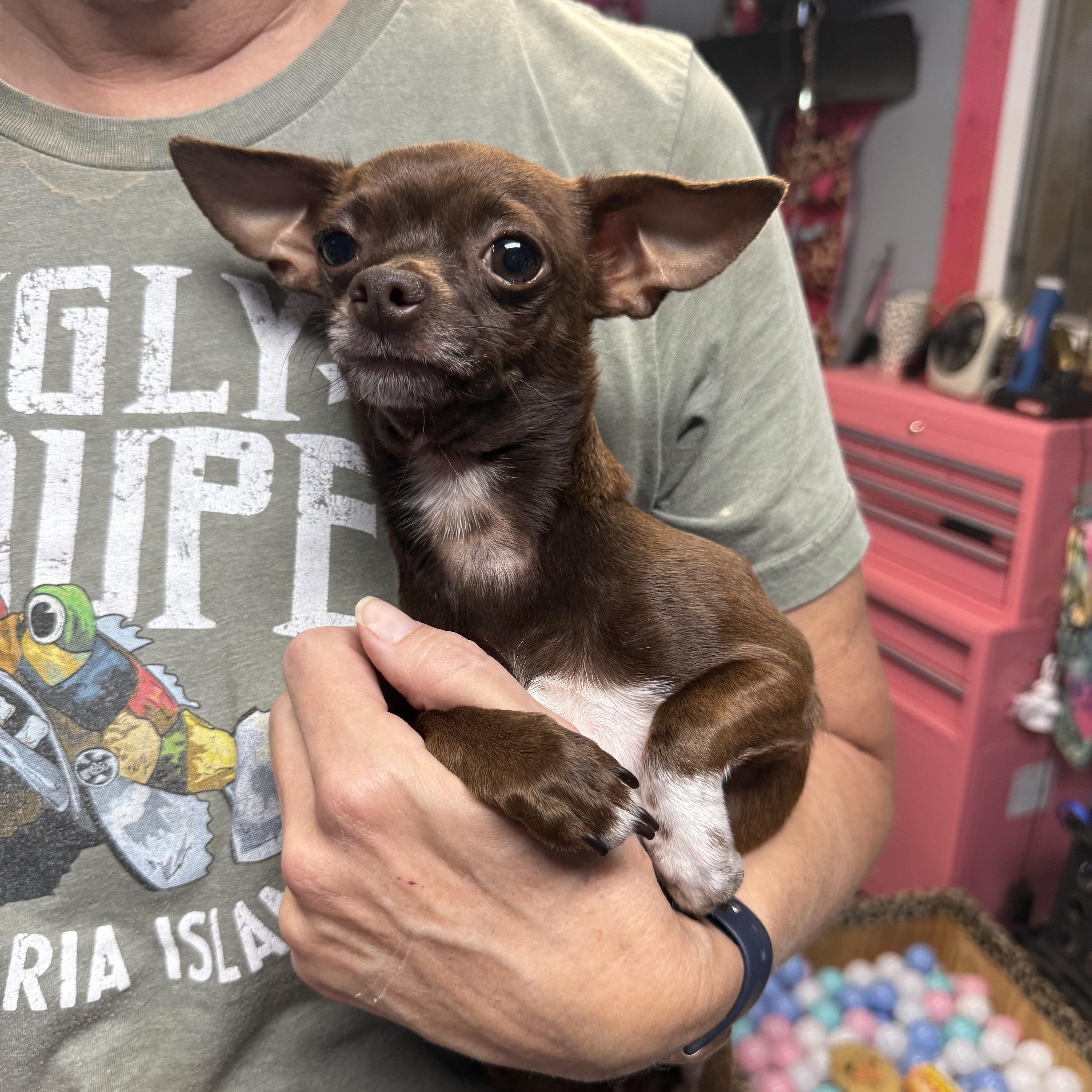 Enlarge Halo, a Adopted Chihuahua in Belleville, NJ image 2/2