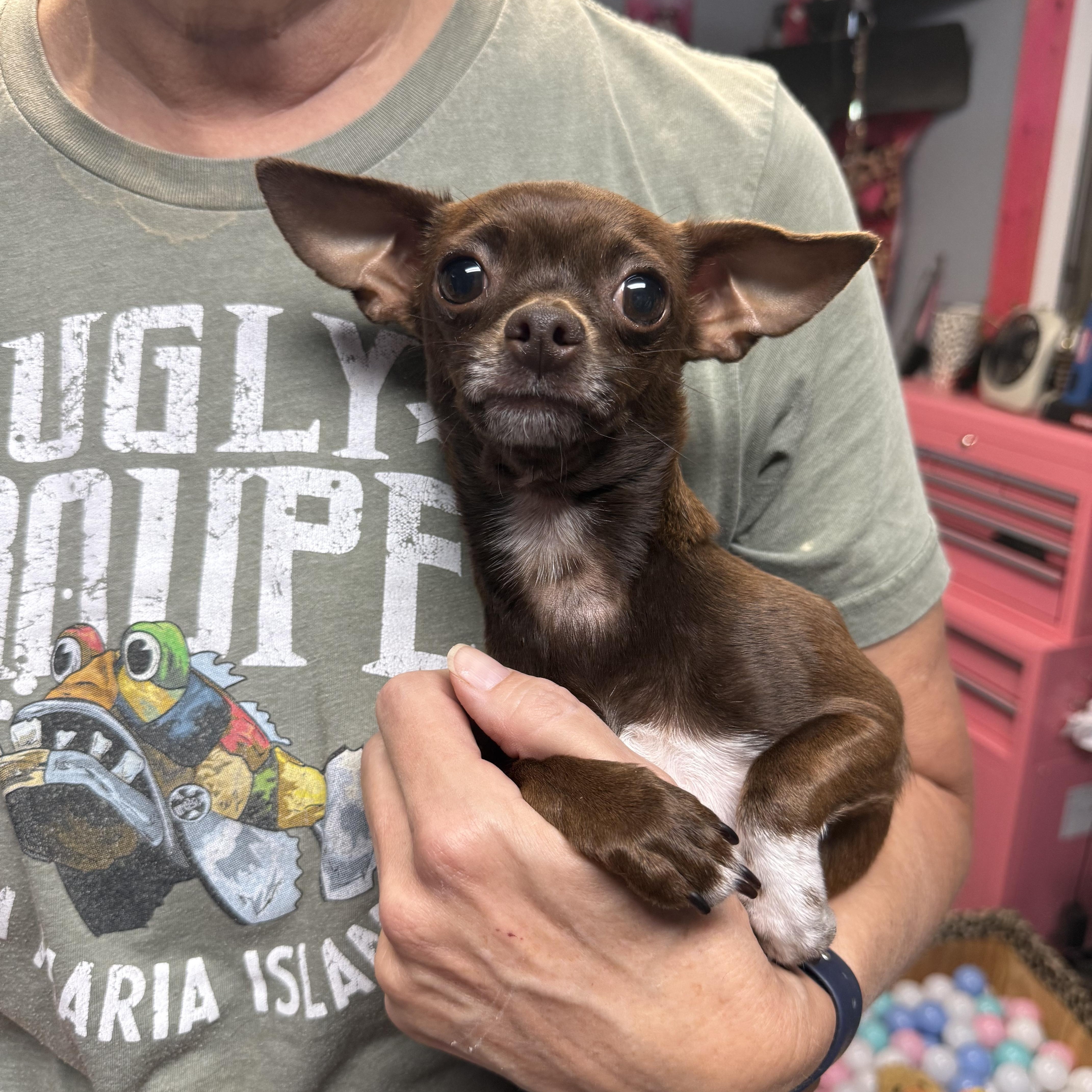 Halo, Adopted, Adult Female Chihuahua.