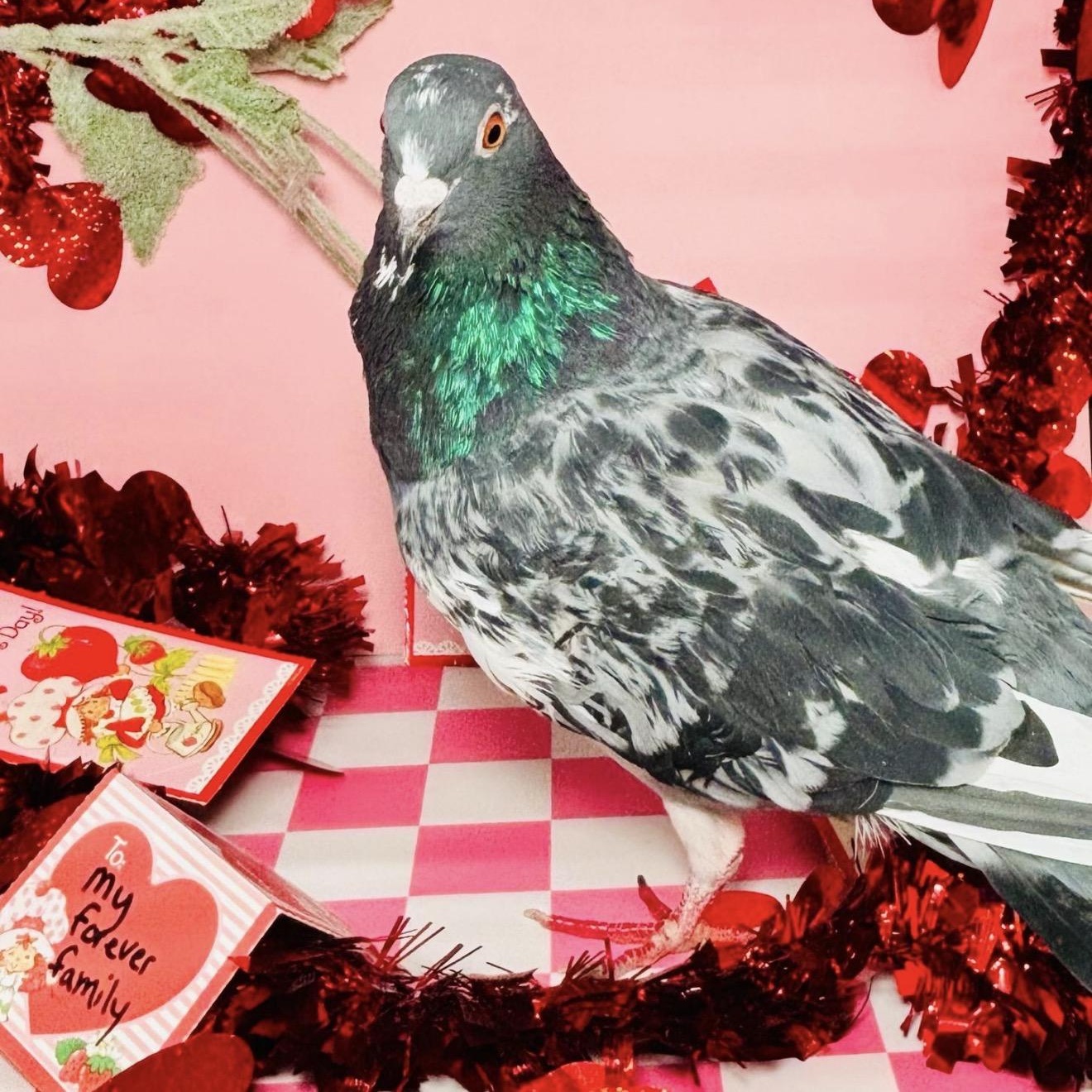 Enlarge Skinneben, an adopted Pigeon in Chicago, IL image 2/3