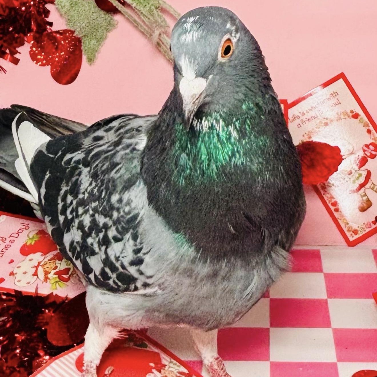 Enlarge Skinneben, an adopted Pigeon in Chicago, IL image 3/3