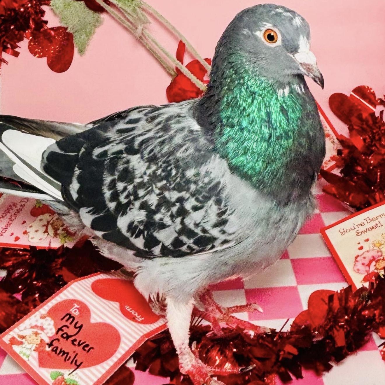 Enlarge Skinneben, an adopted Pigeon in Chicago, IL image 1/3