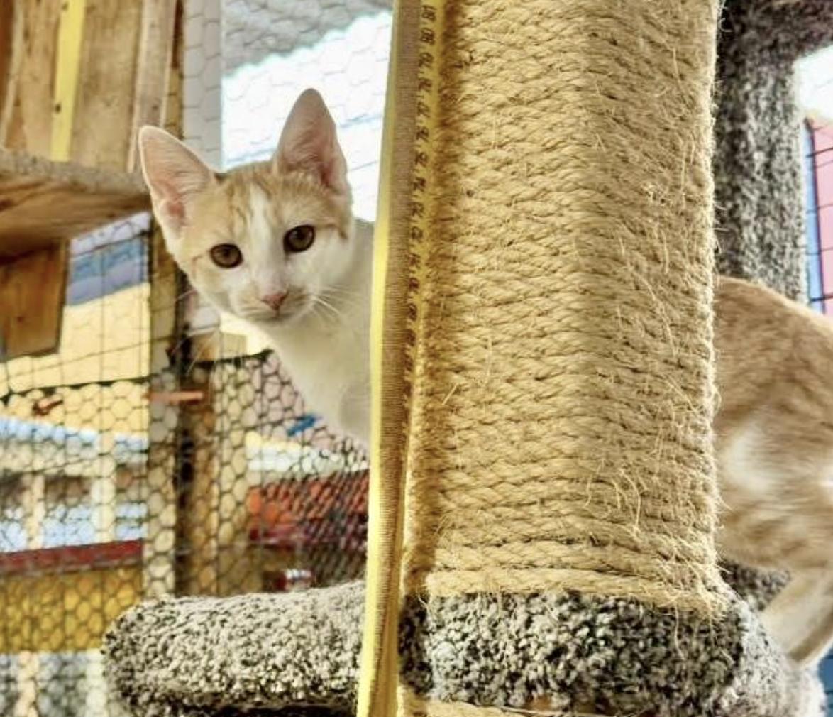 Mini Me, a Adoptable mixed breed in Williamsburg, NM image 1/3