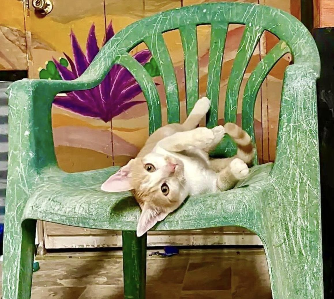 Mini Me, a Adoptable mixed breed in Williamsburg, NM image 2/3