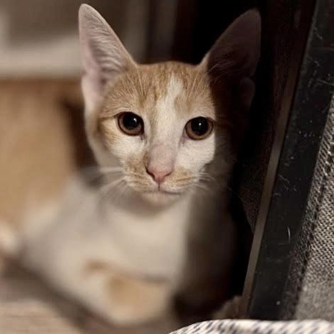 Mini Me, a Adoptable mixed breed in Williamsburg, NM image 3/3