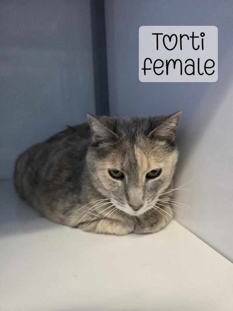 Tortie, Adoptable, Adult Female Domestic Short Hair.