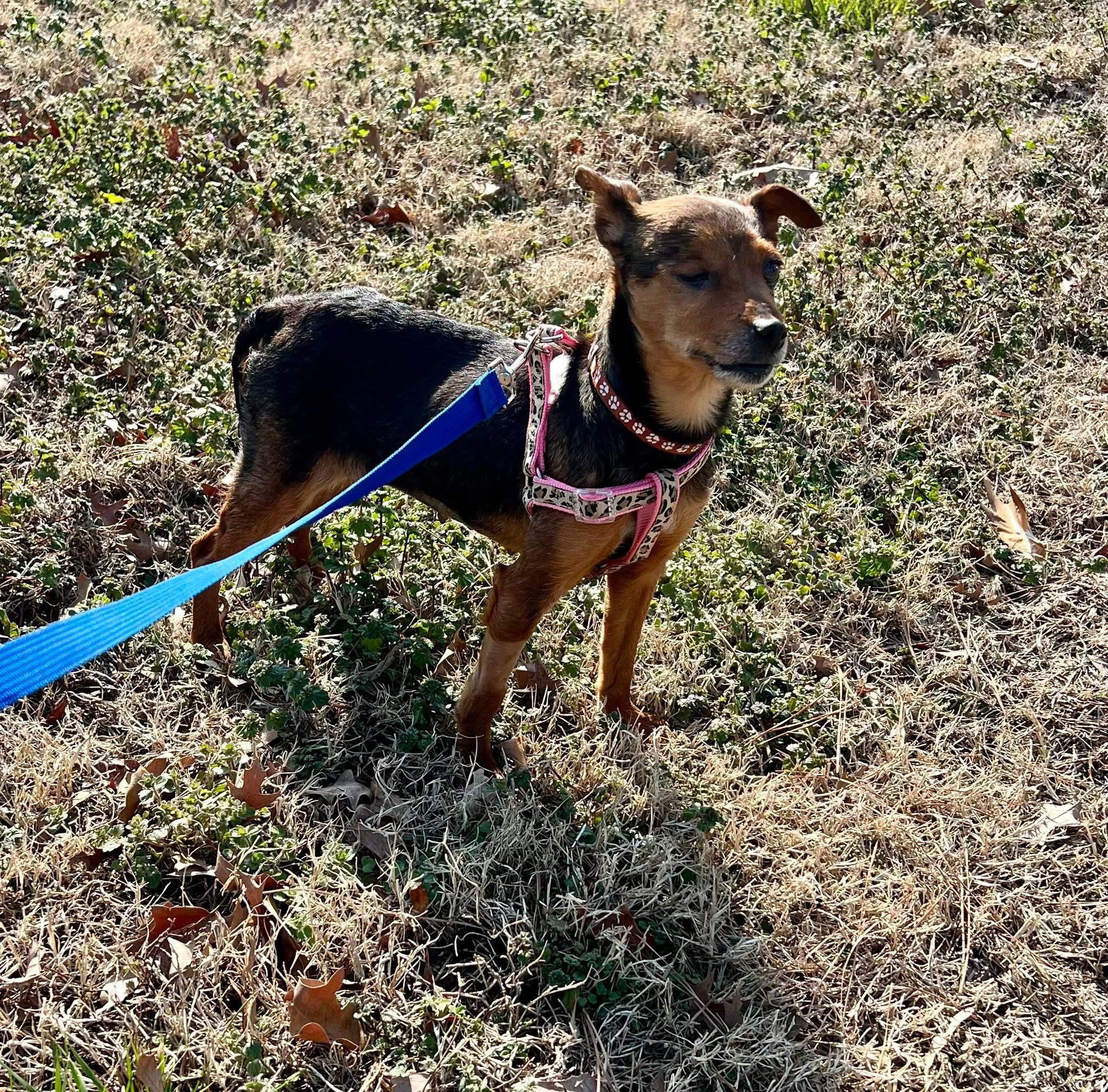 Enlarge Avacado, a ADOPTABLE mixed breed in Yorktown, VA image 3/5