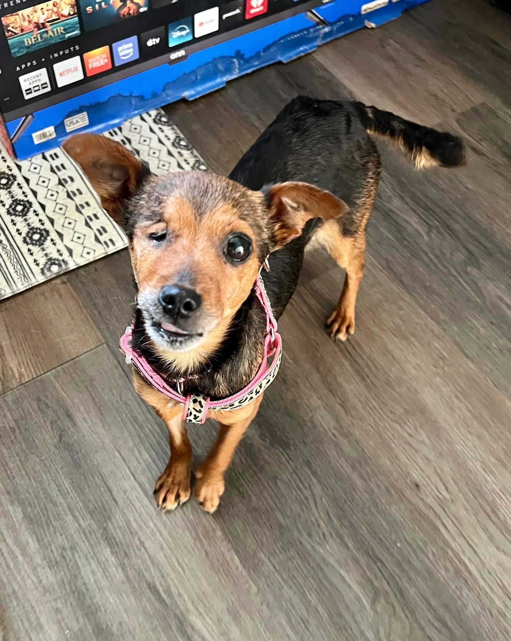 Enlarge Avacado, a ADOPTABLE mixed breed in Yorktown, VA image 4/5