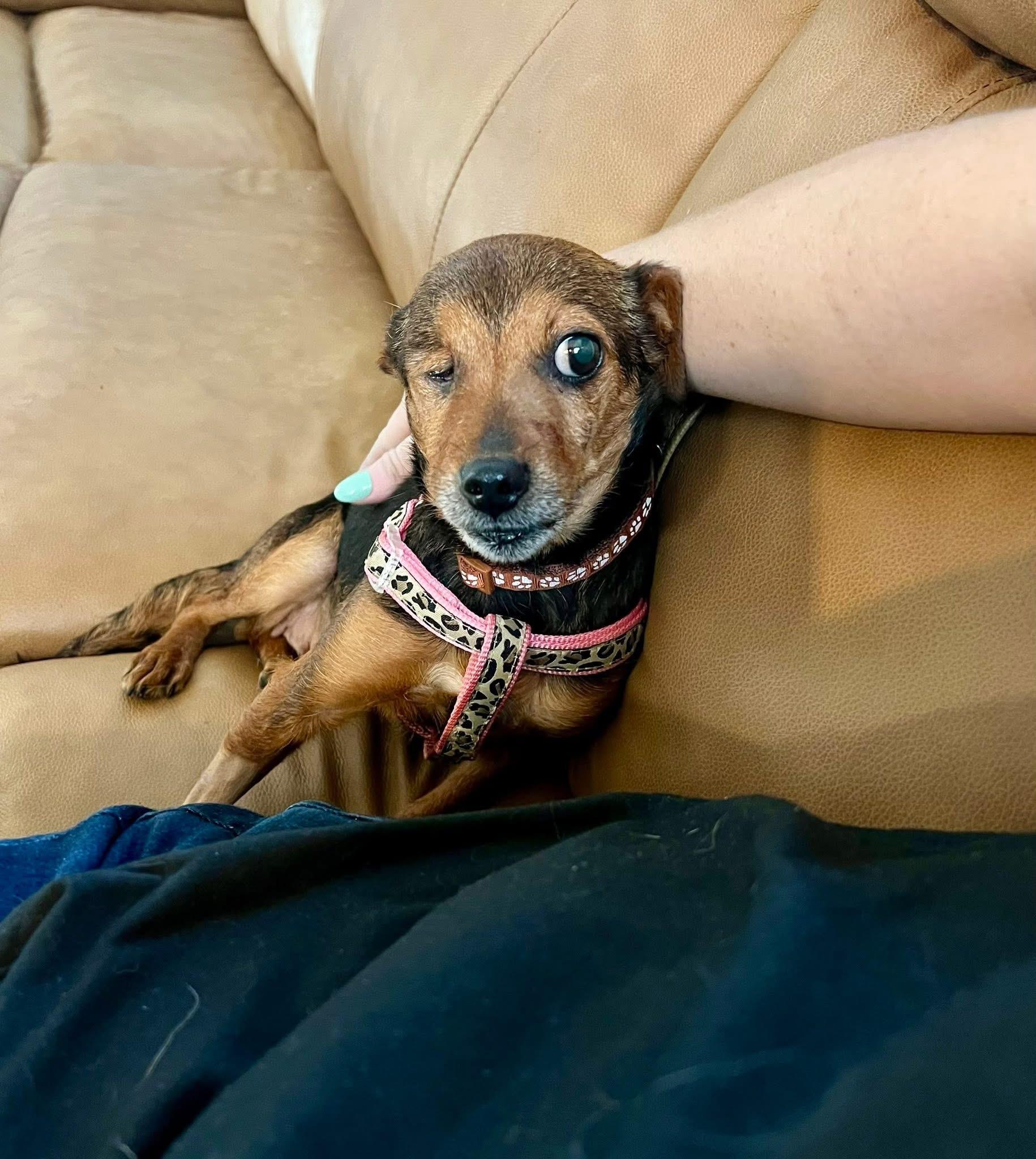 Enlarge Avacado, a ADOPTABLE mixed breed in Yorktown, VA image 1/5