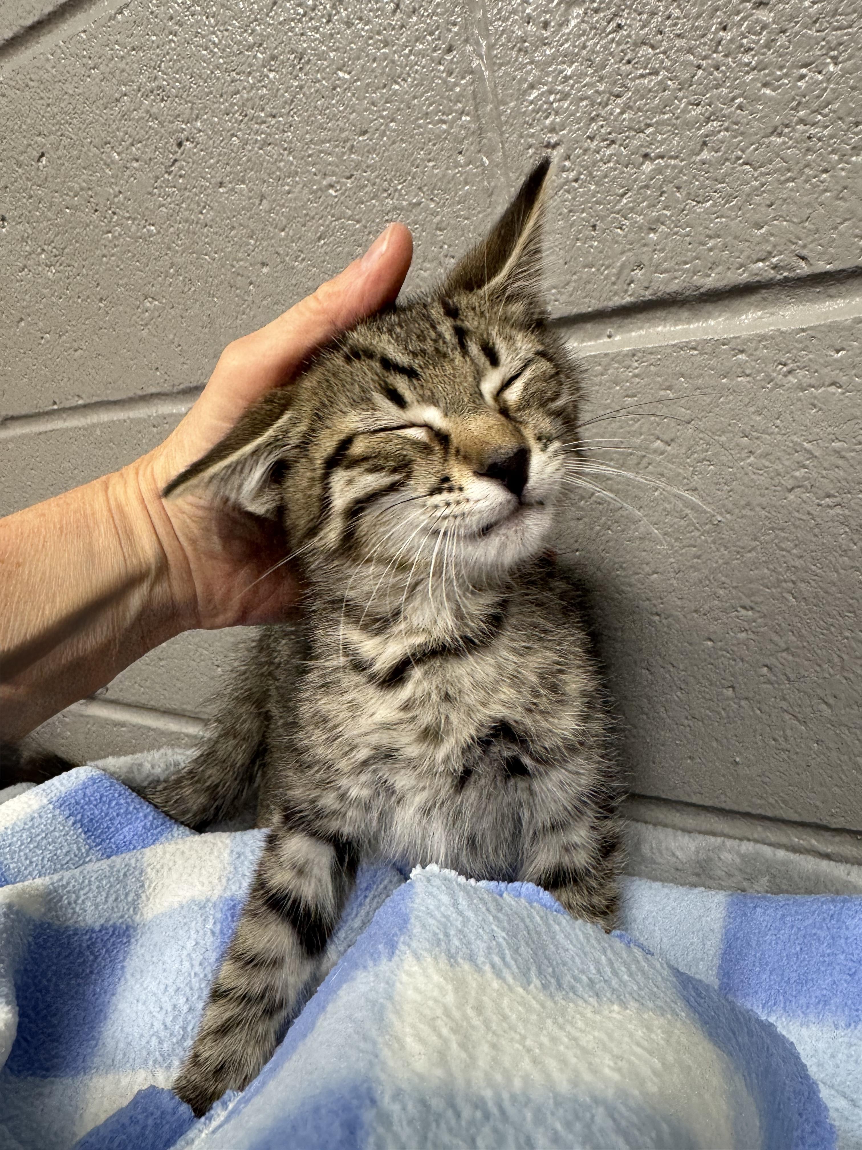 Purrfect rhino, a ADOPTABLE Tabby in West Hartford , CT image 2/4