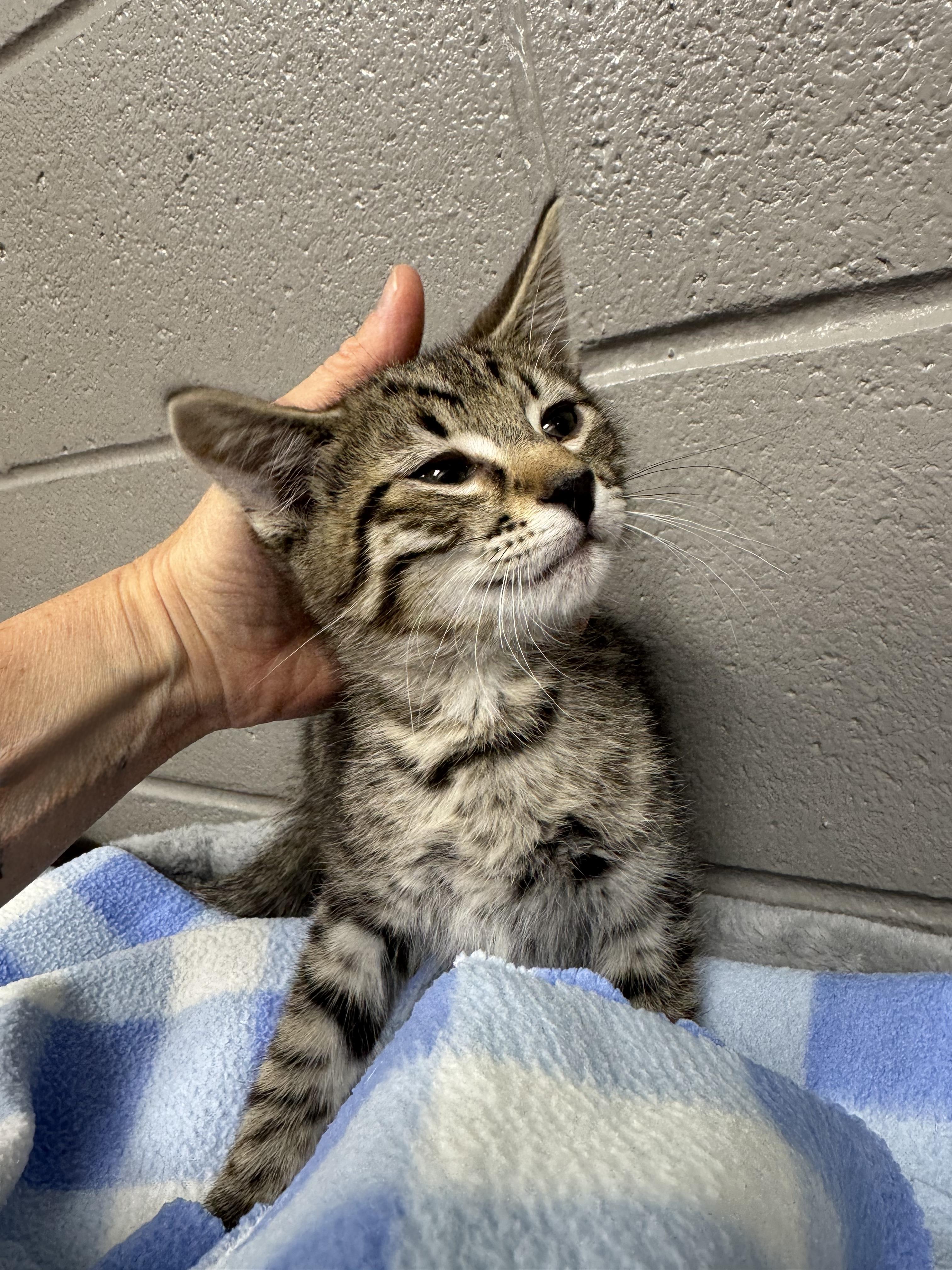 Purrfect rhino, a ADOPTABLE Tabby in West Hartford , CT image 4/4