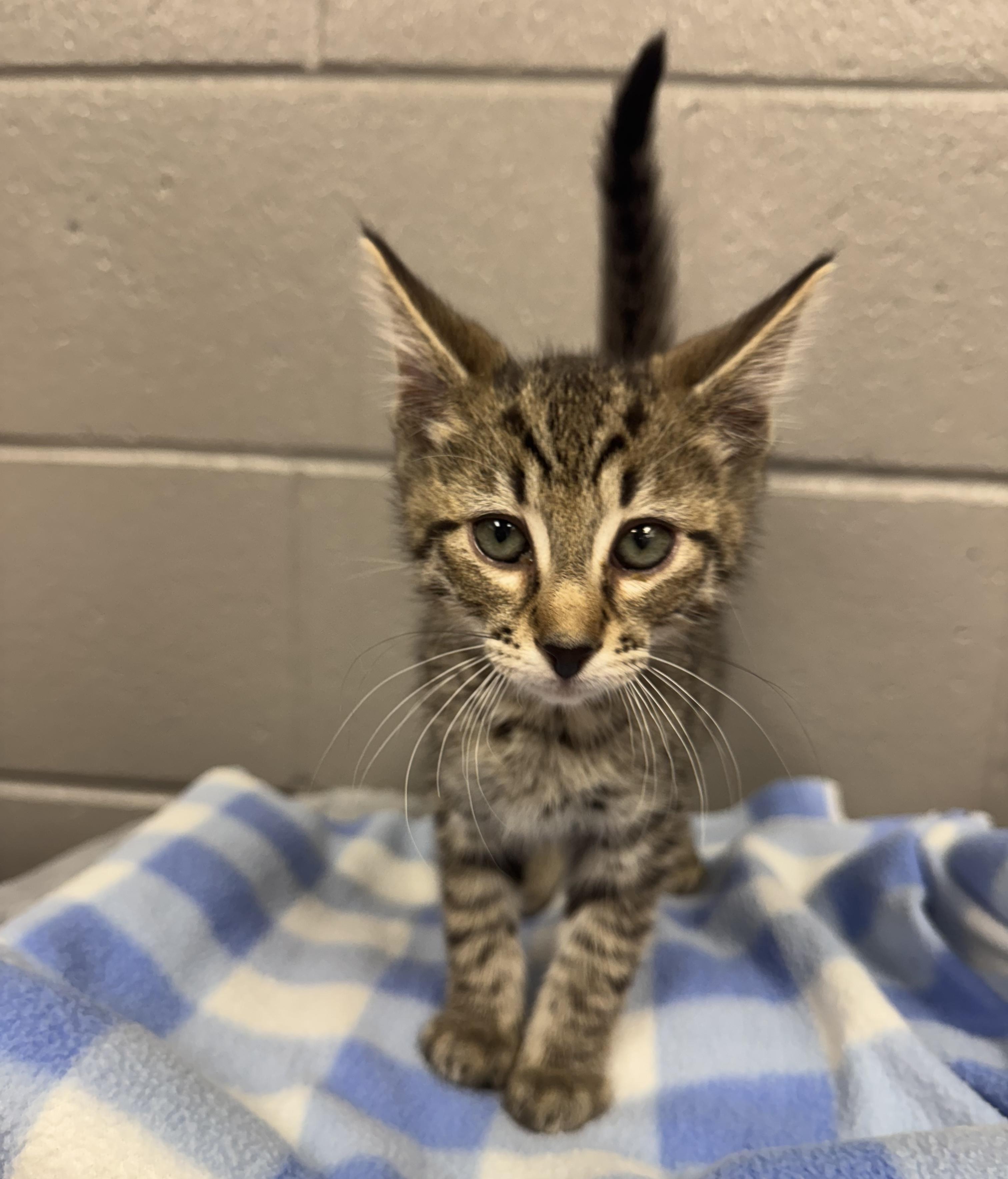 Purrfect rhino, ADOPTABLE, Kitten Male Tabby.