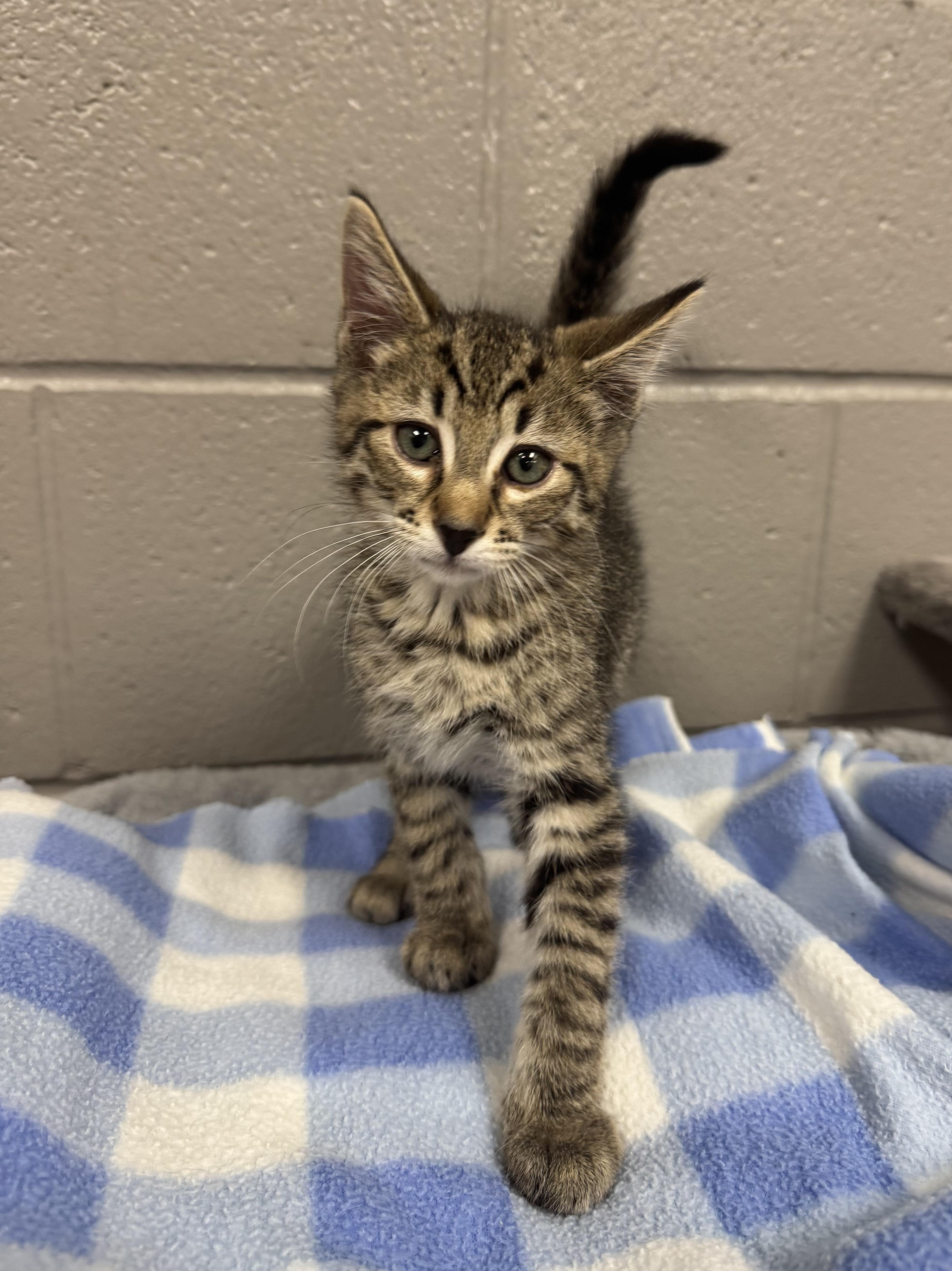 Purrfect rhino, a ADOPTABLE Tabby in West Hartford , CT image 3/4