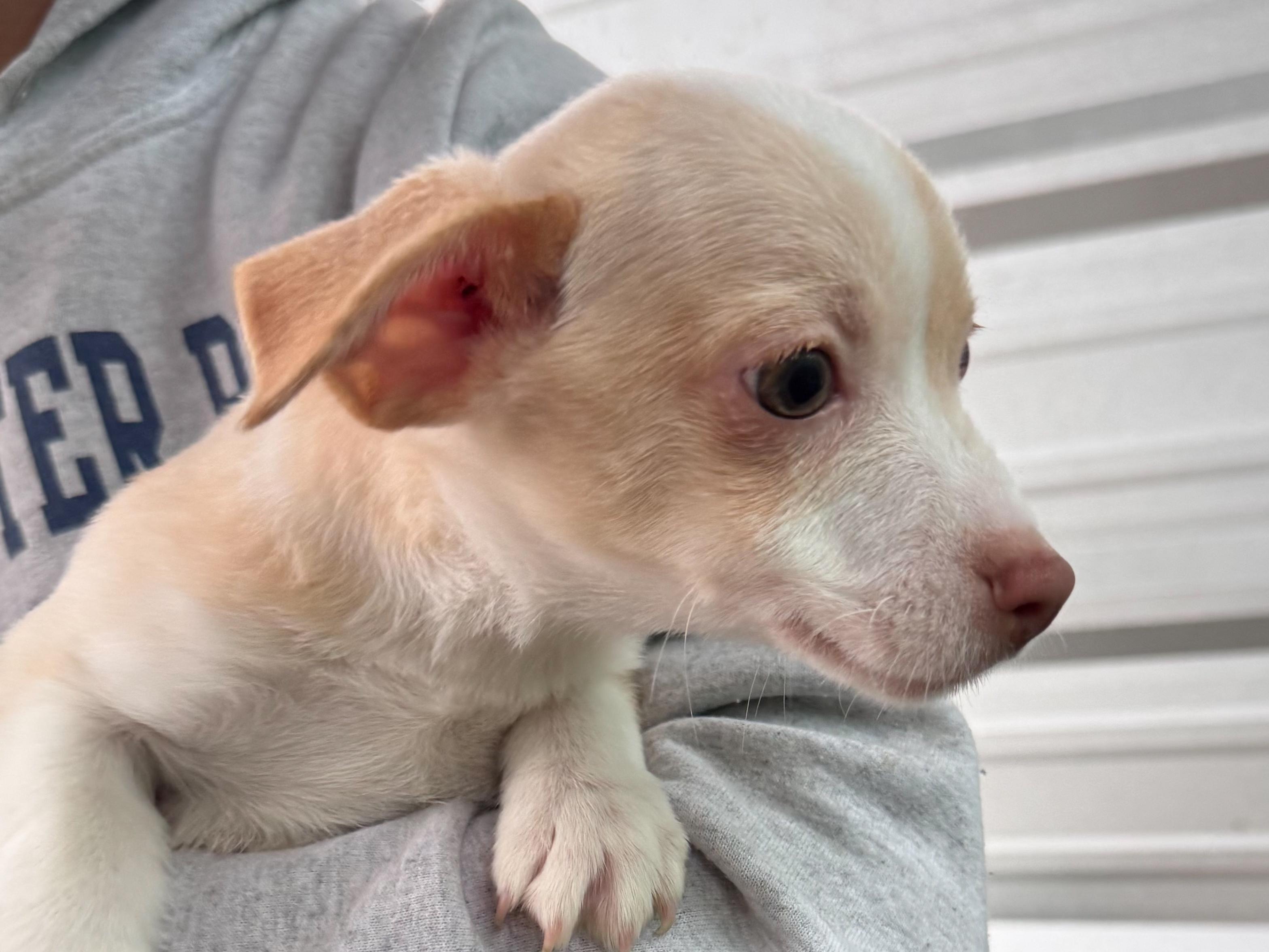 Enlarge BABY ZIPLOC, a ADOPTABLE mixed breed in Fresno, CA image 2/2