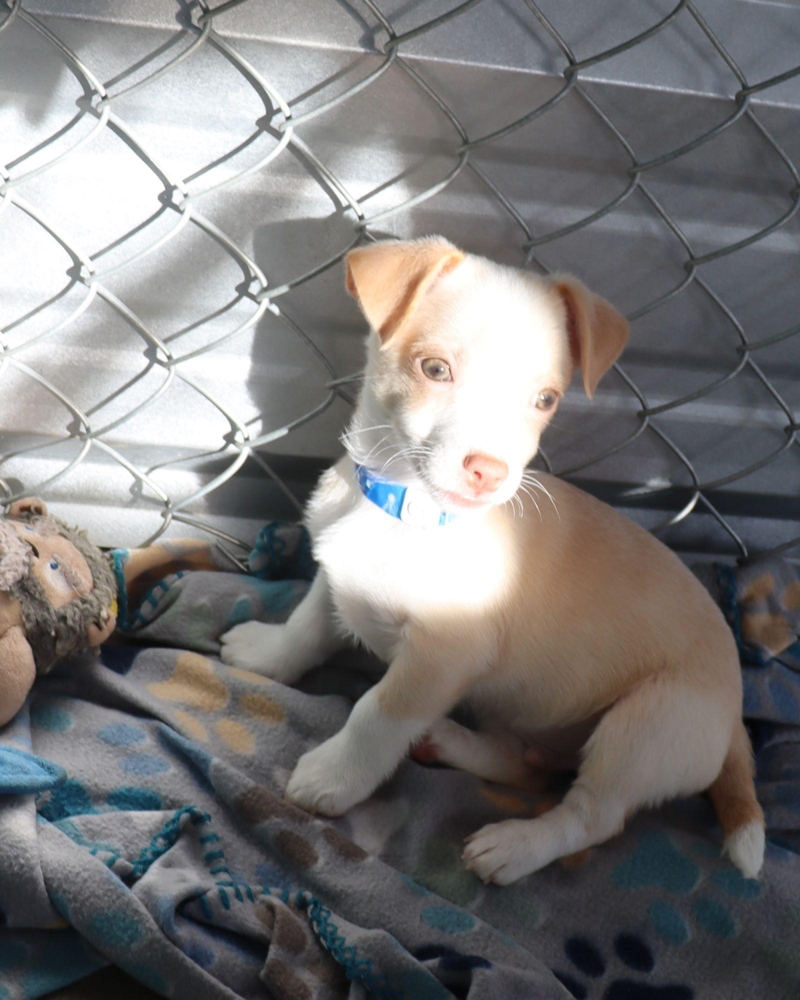 Enlarge BABY ZIPLOC, a ADOPTABLE mixed breed in Fresno, CA image 1/2