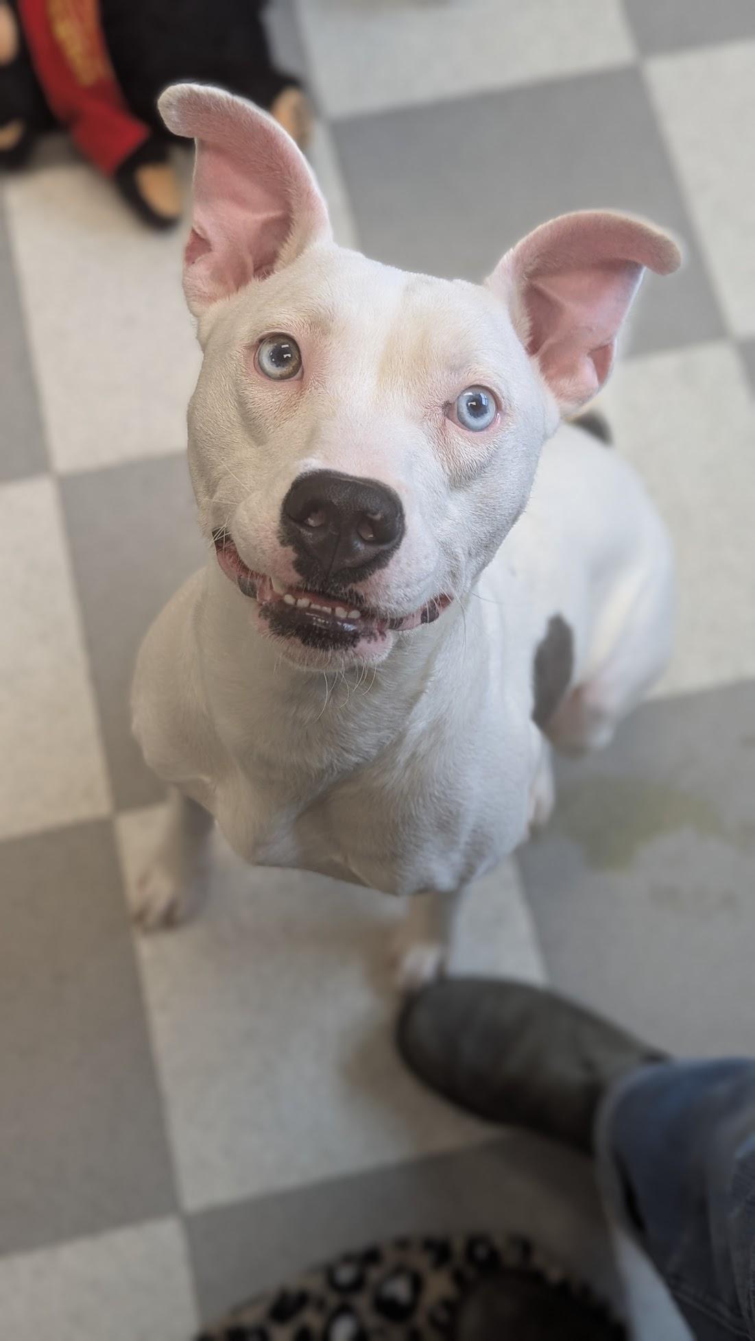 Lady, an adopted Mixed Breed in Benton Harbor, MI image 4/6