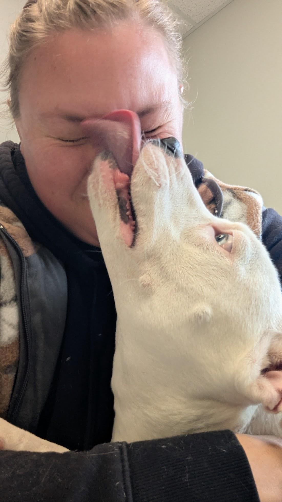 Lady, an adopted Mixed Breed in Benton Harbor, MI image 6/6