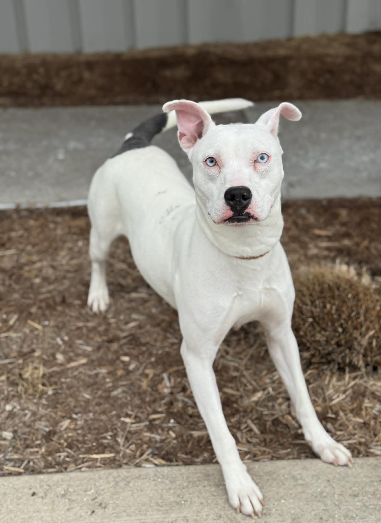 Lady, an adopted Mixed Breed in Benton Harbor, MI image 3/6