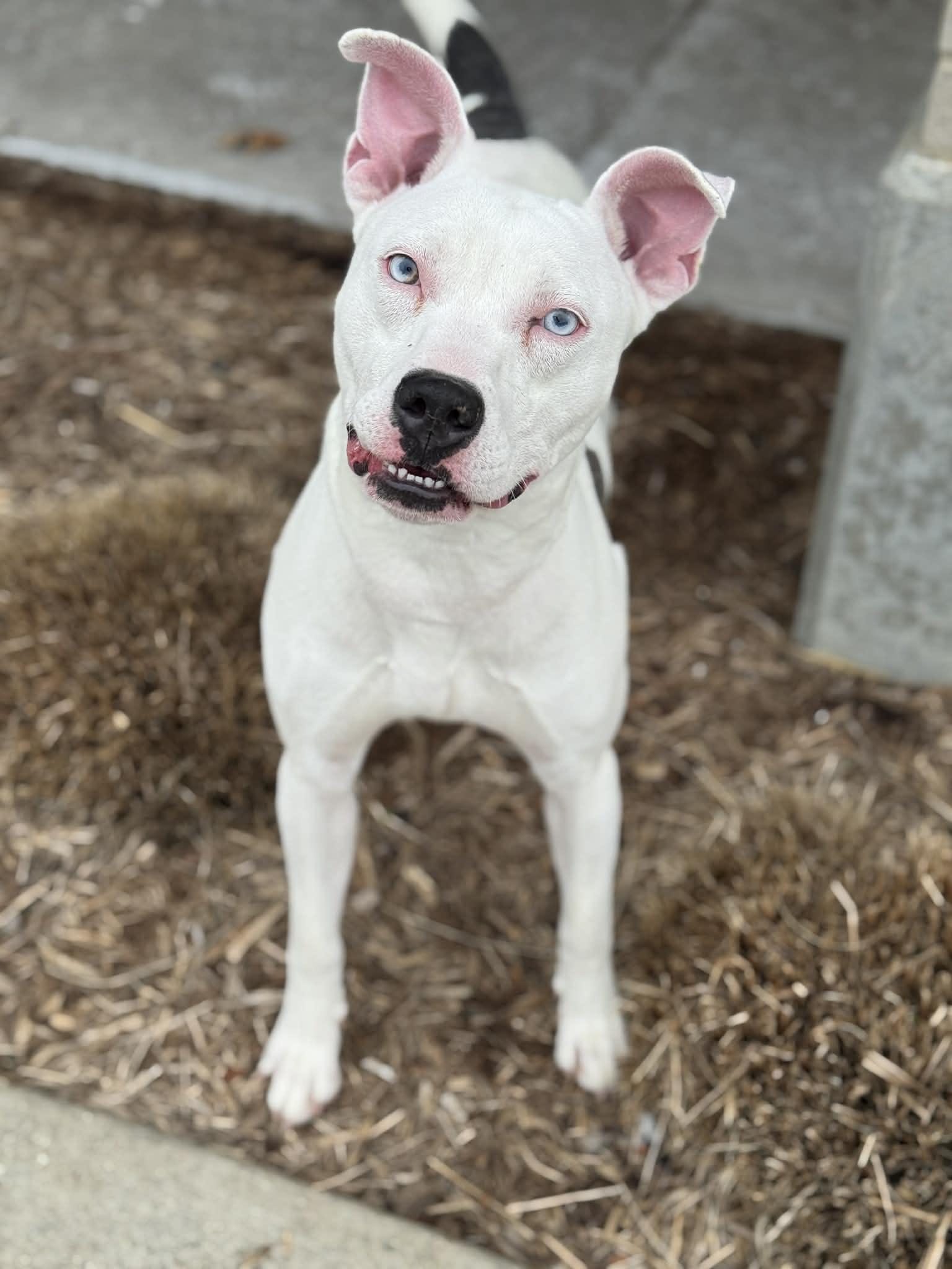 Lady, ADOPTABLE, Adult Female Mixed Breed.