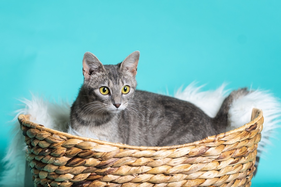 Mila, a Adoptable mixed breed in Covington, KY image 1/4