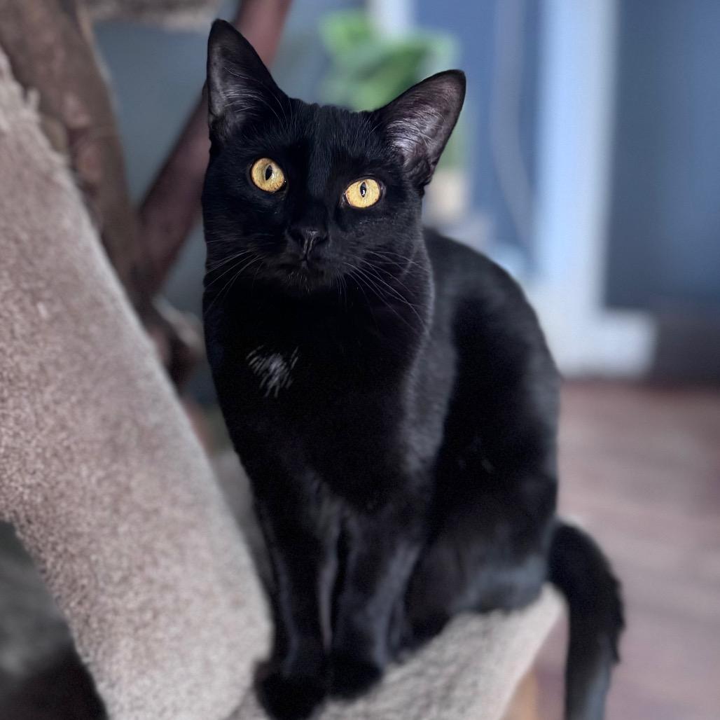 Friend, a Adoptable Domestic Short Hair in Middletown, OH image 2/6