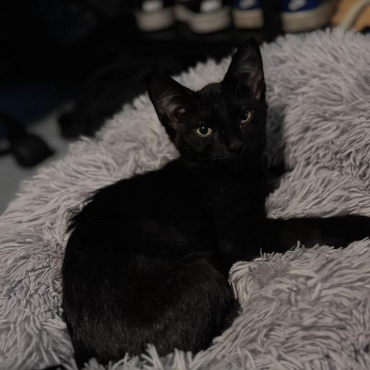 Friend, a Adoptable Domestic Short Hair in Middletown, OH image 3/6
