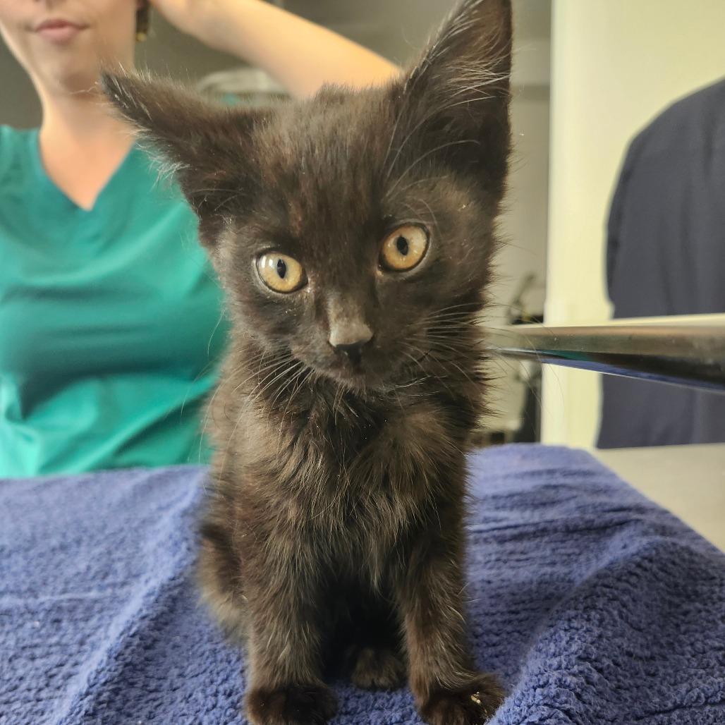 Friend, a Adoptable Domestic Short Hair in Middletown, OH image 4/6