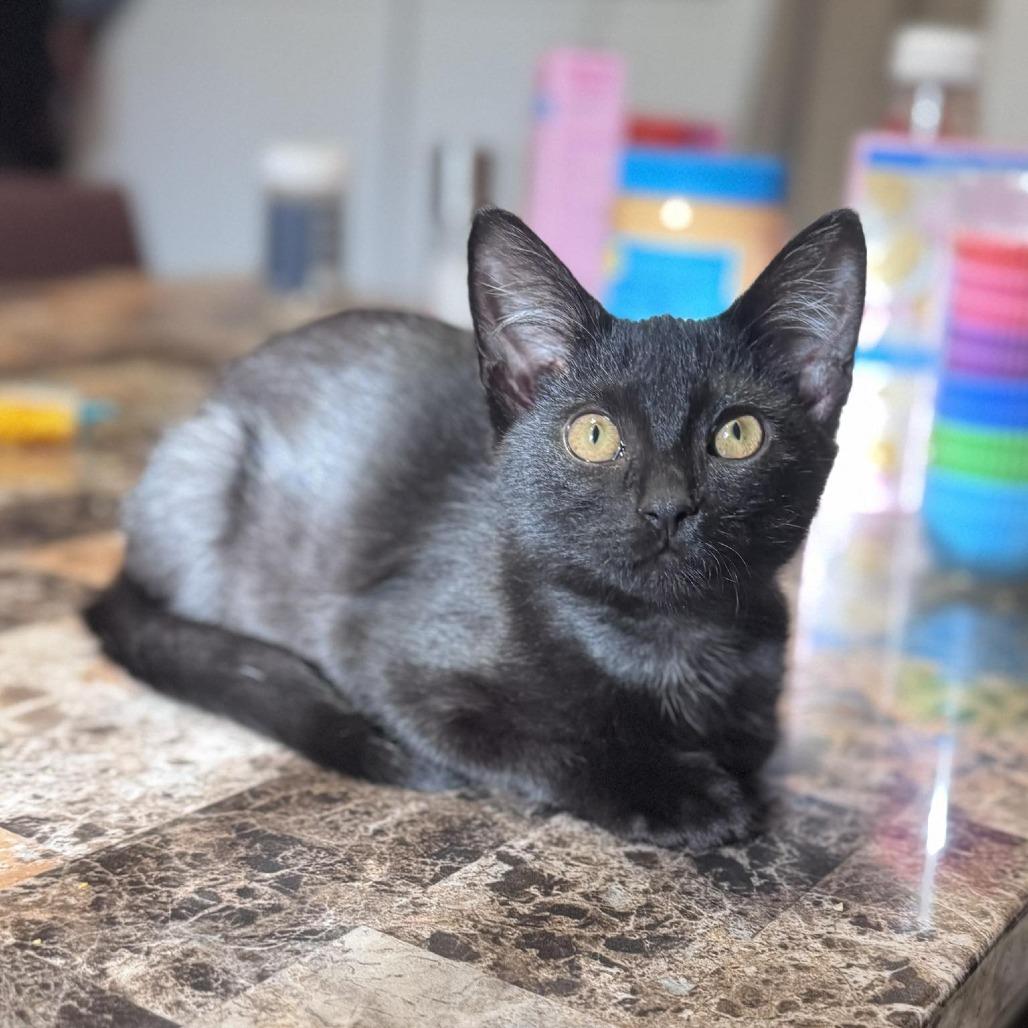 Friend, a Adoptable Domestic Short Hair in Middletown, OH image 5/6
