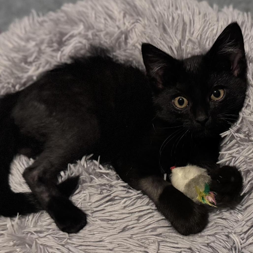 Friend, a Adoptable Domestic Short Hair in Middletown, OH image 6/6