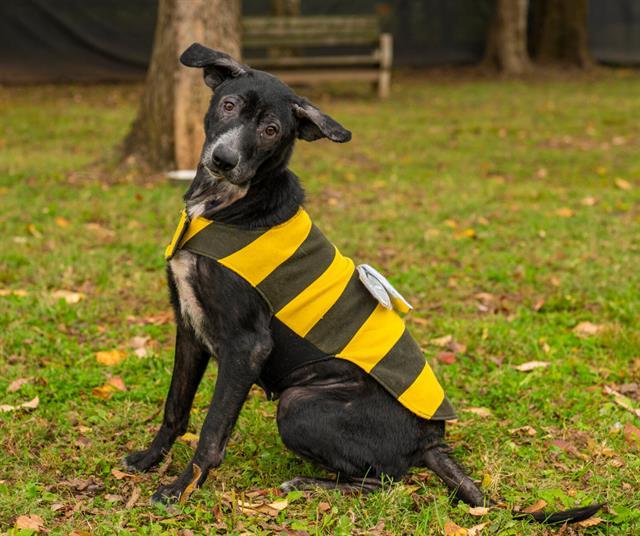 Enlarge TILLY (MATILDA), a Adoptable mixed breed in Murfreesboro, TN image 1/1