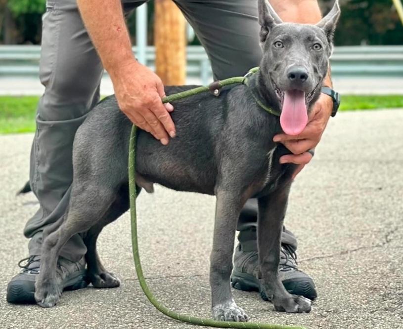 Radar - ADOPTED, an adopted mixed breed in Millfield, OH image 2/2