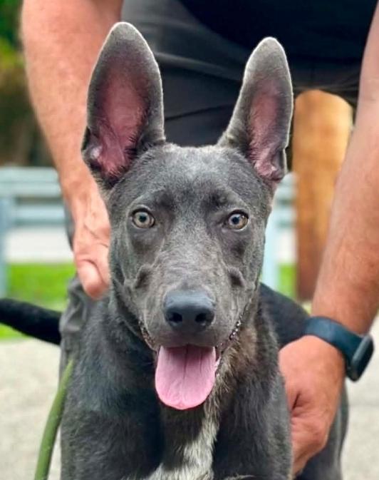 Radar - ADOPTED, adopted, Puppy Male Terrier & Shepherd.