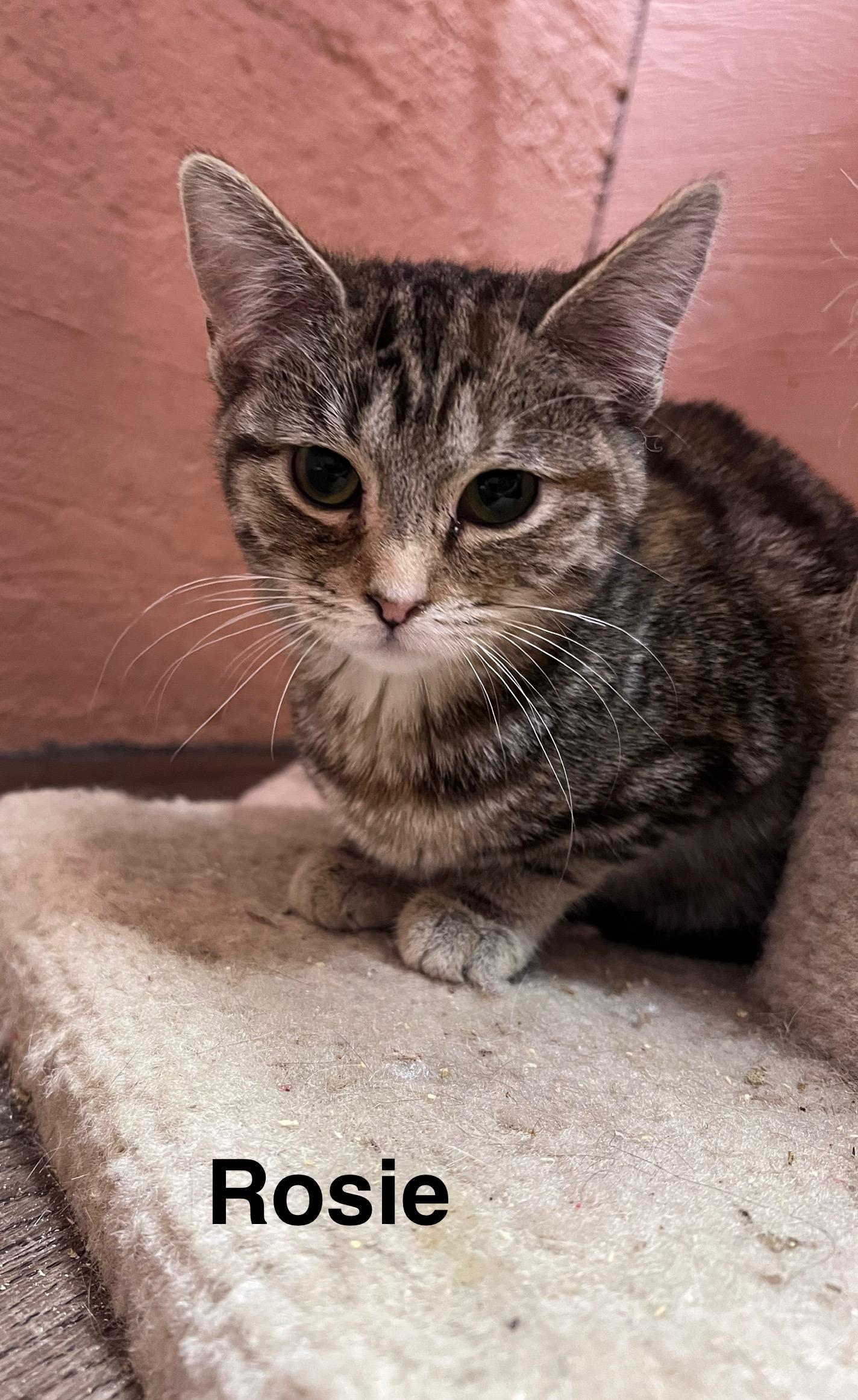 Rosie, ADOPTABLE, Young Female Tabby.