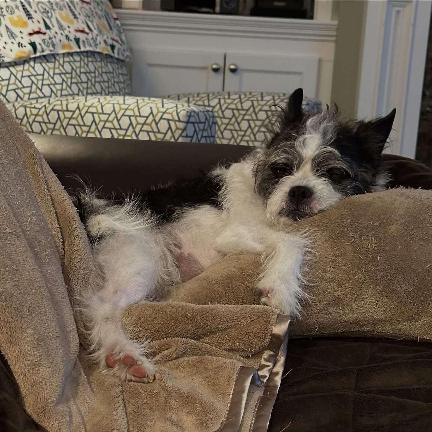 Enlarge Moxie, a Adoptable mixed breed in Hopkinton, MA image 6/6