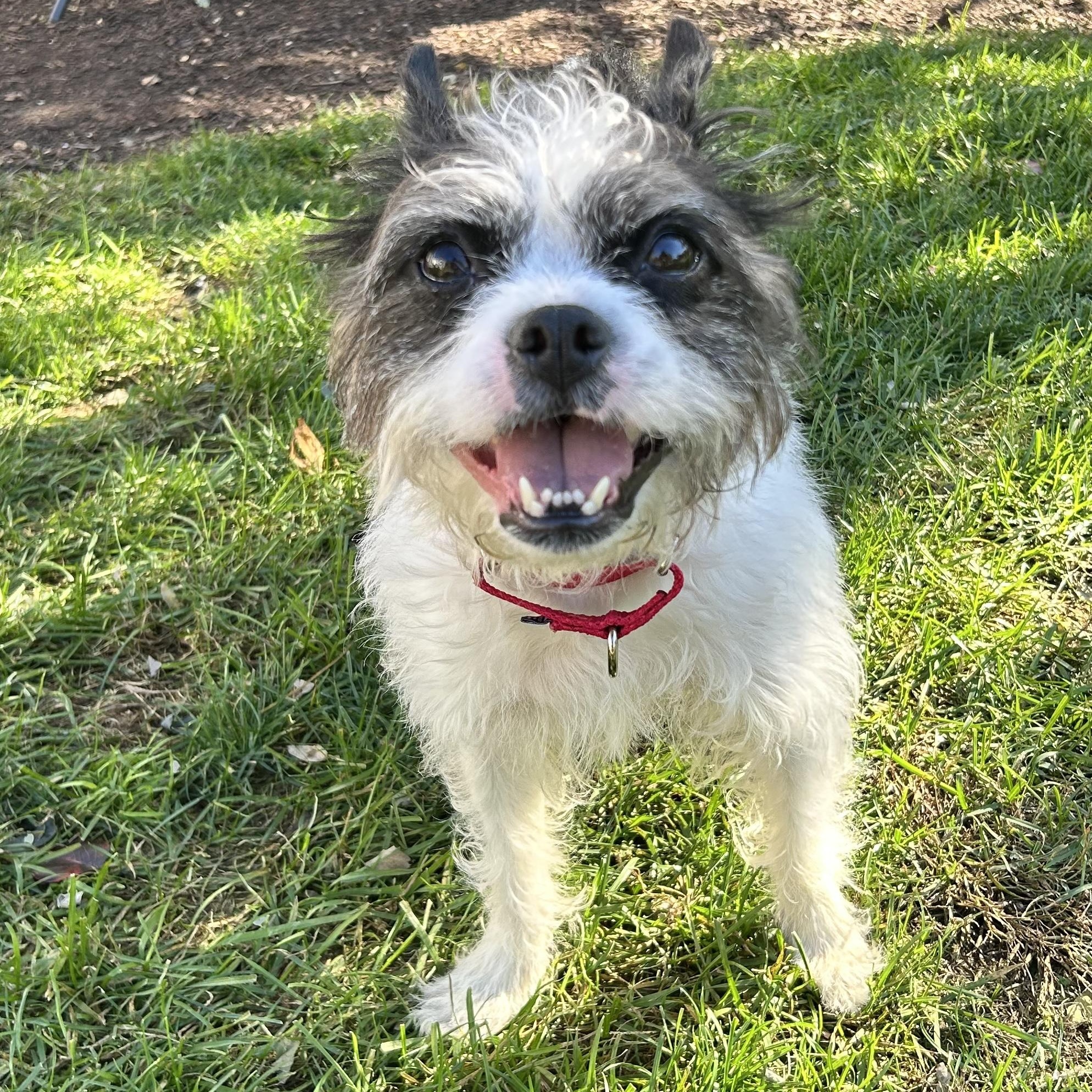 Enlarge Moxie, a Adoptable mixed breed in Hopkinton, MA image 2/6