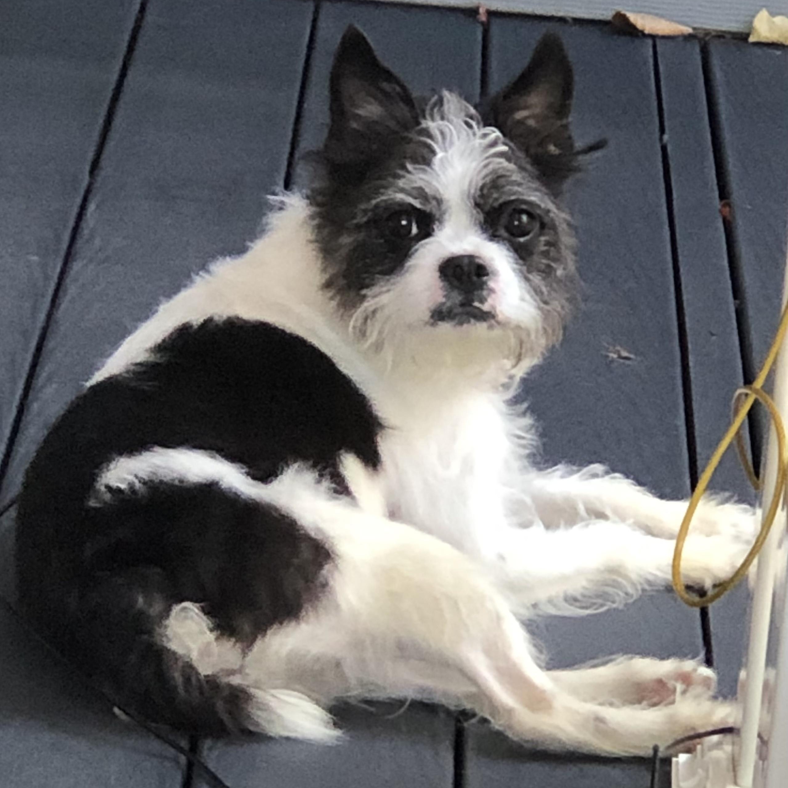 Enlarge Moxie, a Adoptable mixed breed in Hopkinton, MA image 3/6