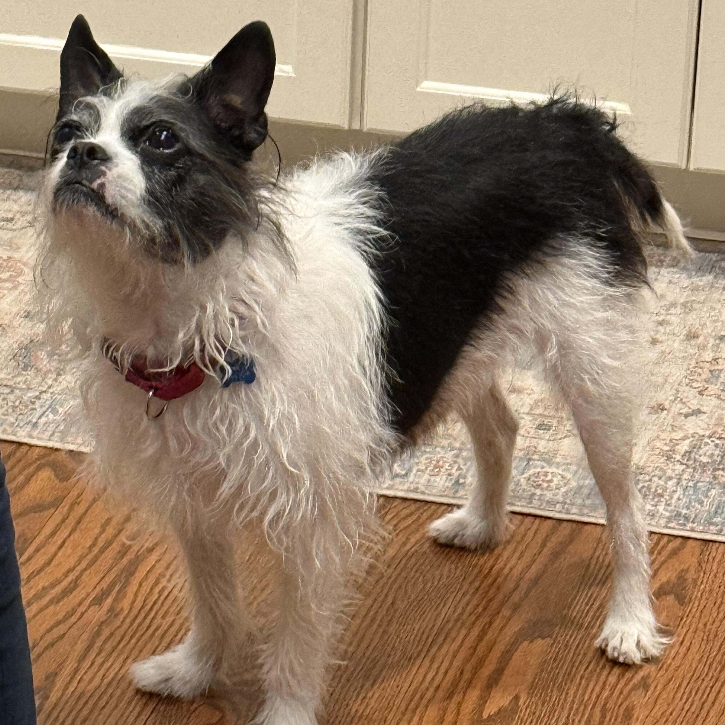 Enlarge Moxie, a Adoptable mixed breed in Hopkinton, MA image 1/6