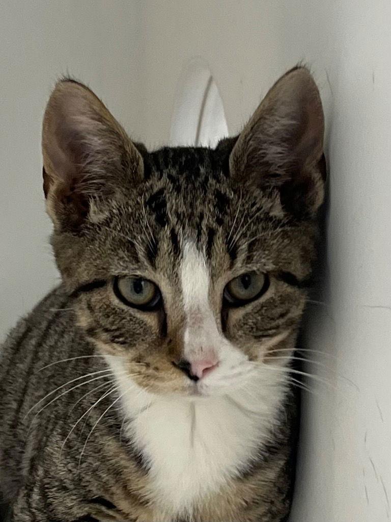 26-056 RuPaw, Adoptable, Kitten Male Domestic Short Hair.