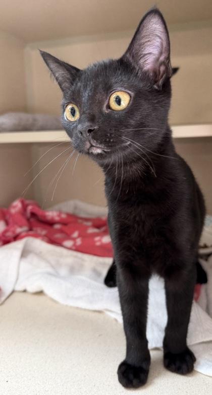 Enlarge Bernie and Ralph, an adoptable mixed breed in Salem, NH image 5/5