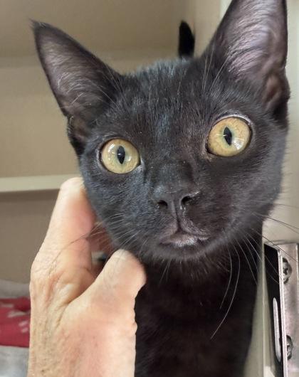 Enlarge Bernie and Ralph, an adoptable mixed breed in Salem, NH image 4/5